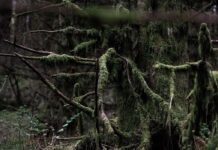 Rain forests are the most endangered habitats